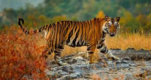 Tiger in Panna National Park